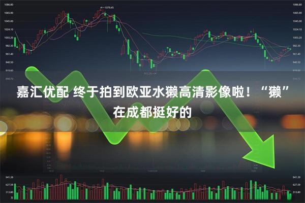 嘉汇优配 终于拍到欧亚水獭高清影像啦!“獭”在成都挺好的